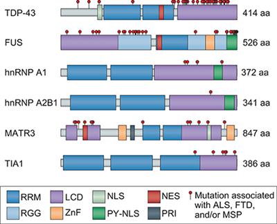 Linking hnRNP Function to ALS and FTD Pathology